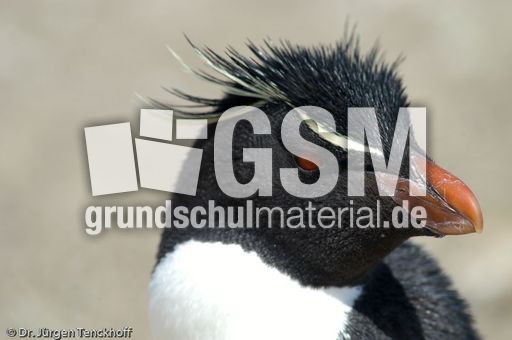 Felsenpinguine (28 von 40).jpg